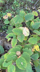 Toxicodendron rydbergii