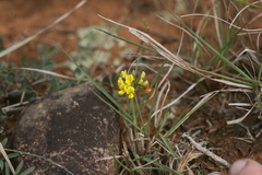 Lotononis umbellata
