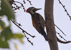 Dinopium benghalense