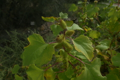 Xanthium orientale