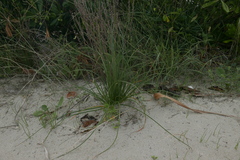 Asphodelus fistulosus