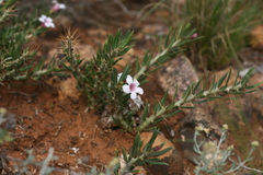 Pachypodium bispinosum