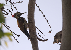 Dinopium benghalense