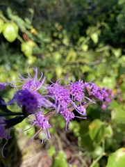 Liatris microcephala