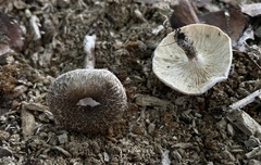 Lentinus tigrinus