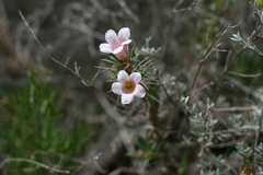 Pachypodium bispinosum