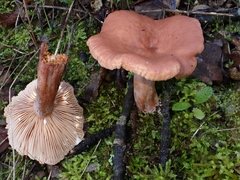Lactarius decipiens