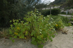 Xanthium orientale