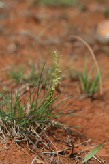 Holothrix burchellii