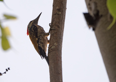 Dinopium benghalense