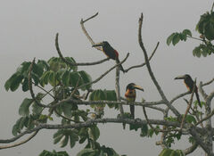 Pteroglossus torquatus