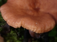 Lactarius decipiens