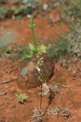Holothrix burchellii