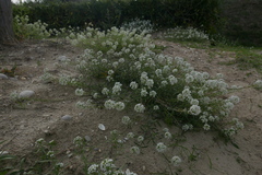 Lobularia maritima