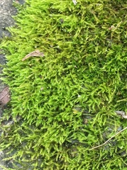 Amblystegium serpens