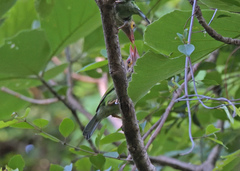 Psilopogon zeylanicus