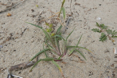 Cenchrus longispinus