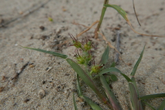 Cenchrus longispinus