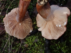 Lactarius decipiens