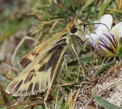 Hylephila pallisteri