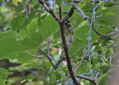 Psilopogon zeylanicus