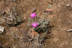 Trichodiadema intonsum