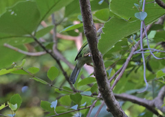 Psilopogon zeylanicus