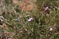 Polygala microlopha