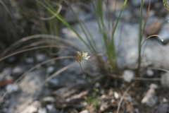 Ornithogalum juncifolium