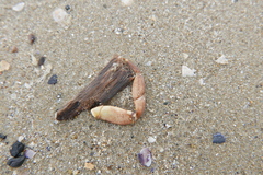 Pachygrapsus marmoratus