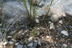 Ornithogalum juncifolium
