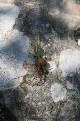 Ornithogalum juncifolium