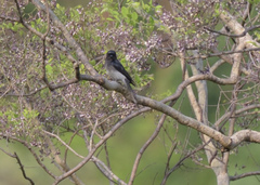 Dicrurus caerulescens