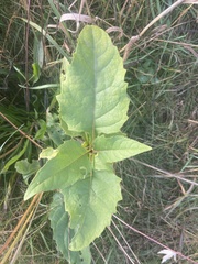 Silphium perfoliatum
