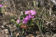 Ruschia congesta
