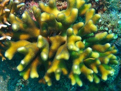 Stylophora