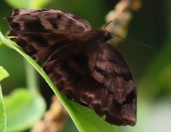Achlyodes busirus