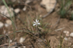 Chlorophytum crispum