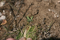 Chlorophytum crispum