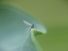 Euceraphis