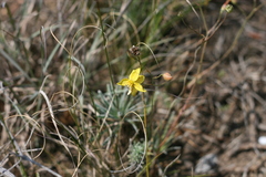 Cyanella lutea lutea