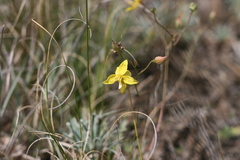 Cyanella lutea lutea