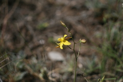 Cyanella lutea lutea