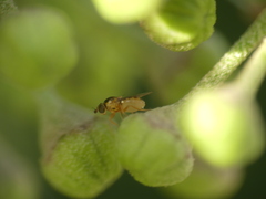 Thaumatomyia notata