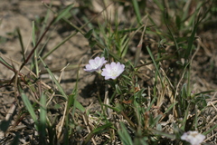 Falkia repens