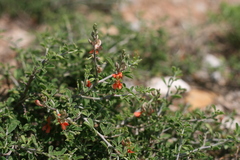 Indigofera sessilifolia