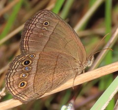 Yphthimoides yphthima