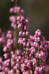 Erica brevifolia