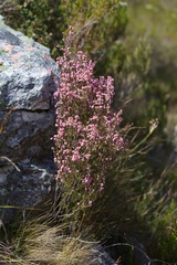 Erica brevifolia