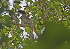 Ocyceros birostris